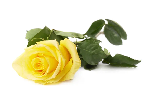 Fresh yellow rose — Stock Photo, Image