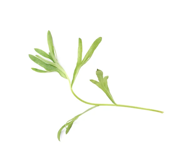 Tarragon plante culinaire aromatique vivace — Photo