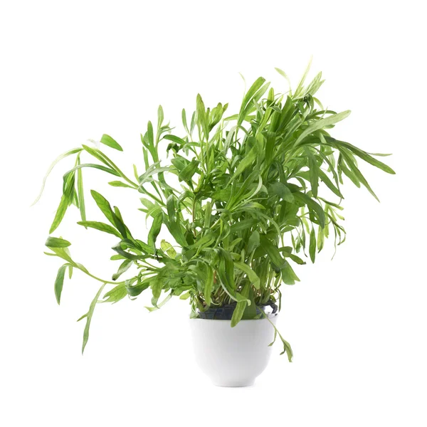 Tarragon ervas culinárias aromáticas perenes — Fotografia de Stock