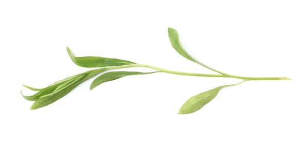 Многолетняя ароматическая трава эрагона — стоковое фото