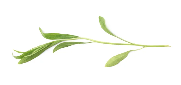 Tarragon erva culinária aromática perene — Fotografia de Stock