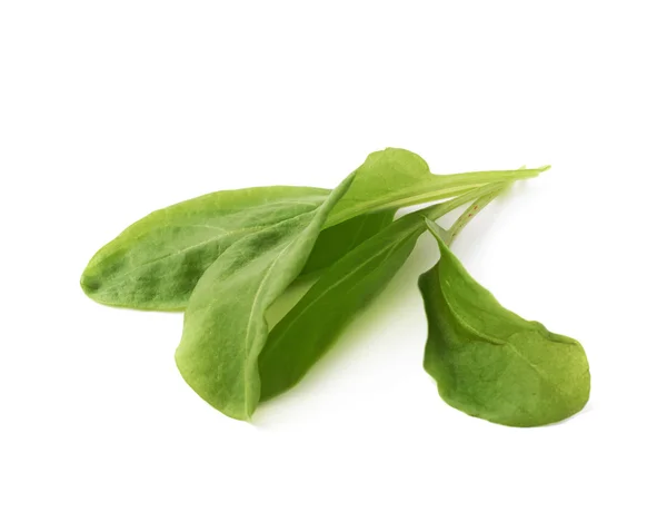 Green polygonaceae sorrel spinach dock leaves — Stock Photo, Image