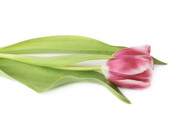 Рожева квітка пурпурового тюльпана — стокове фото