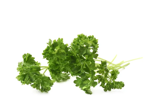 Petroselinum crispum parsley — стоковое фото