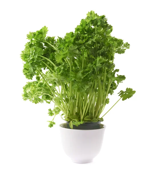 Petroselinum crispum parsley plant — Stock Photo, Image