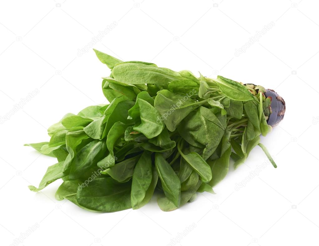 Kuzukulağı ıspanak dock yaprakları Stok fotoğrafçılık ©exopixel