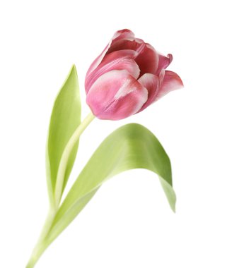 Pembe Pembe Lale çiçek