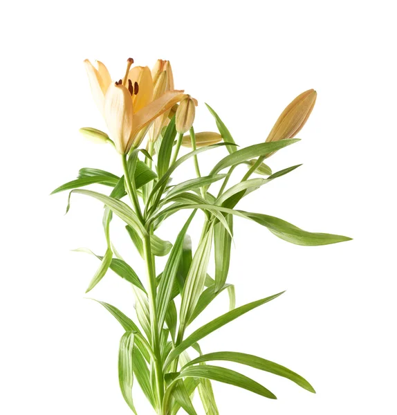 Gul Lilja lilium blomma — Stockfoto