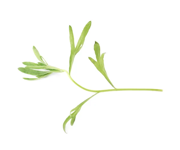 Многолетняя ароматическая трава эрагона — стоковое фото