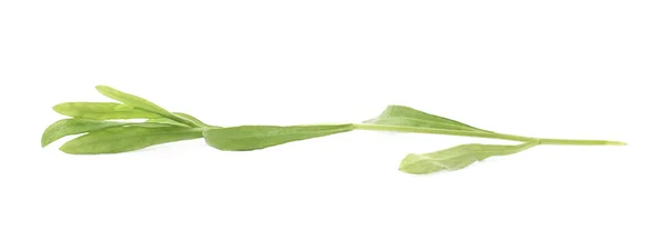 Estragon celoroční aromatická kulinářský bylina — Stock fotografie