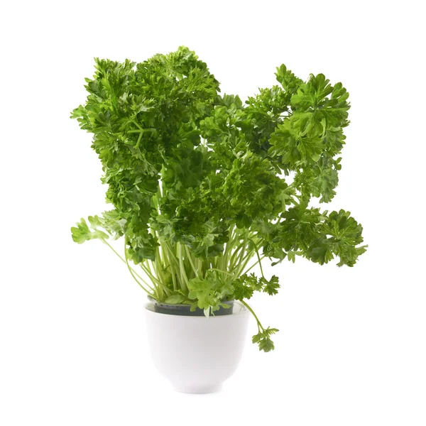 Petroselinum crispum parsley plant — Stock Photo, Image