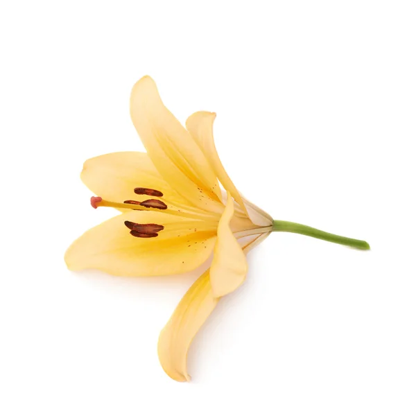 Gele Koninklijke trinity lelie lilium — Stockfoto