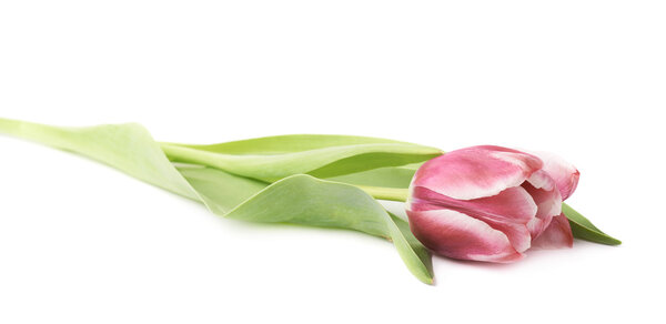 Розовый пурпурный цветок
