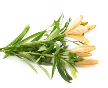 Sarı zambak lilyum çiçek