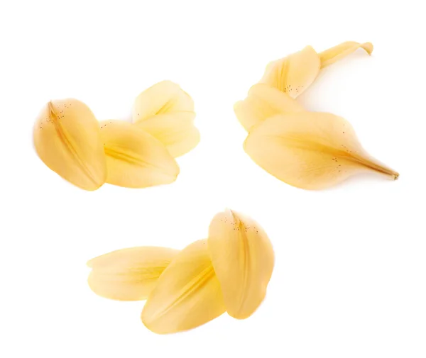 Yellow royal trinity lily petal leaves — Stock Photo, Image