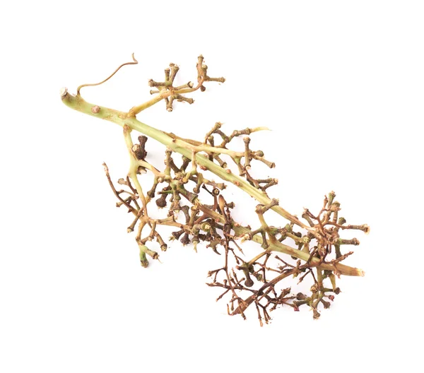 Leerer Zweig der Trauben — Stockfoto