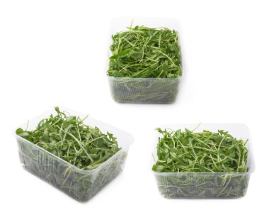 Eruca sativa rucola roket salata