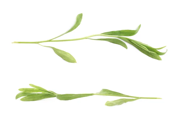 Tarragon ervas culinárias aromáticas perenes — Fotografia de Stock