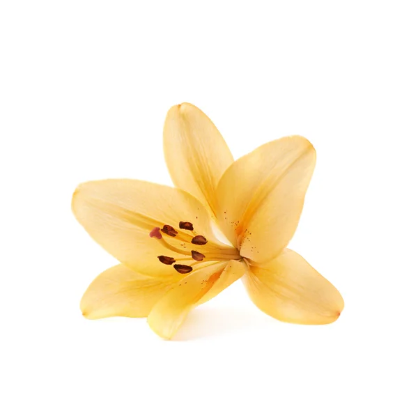 Yellow royal trinity lily — Stock Photo, Image