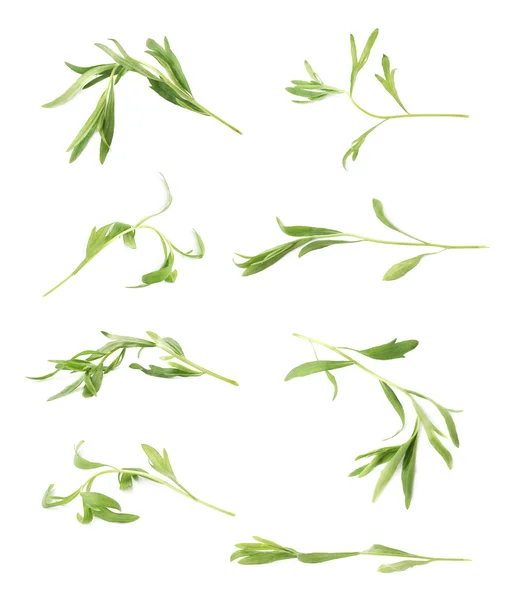 Tarragon perennial aromatic culinary herbs — Stock Photo, Image