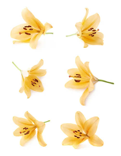 Yellow royal trinity lilies — 图库照片