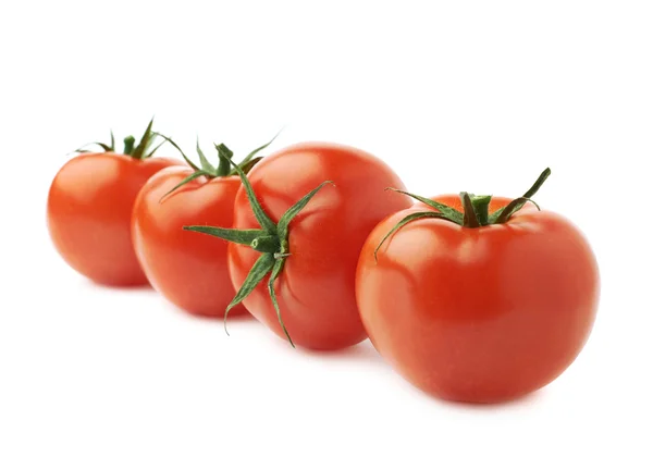 Four tomatoes in a row isolated — Stockfoto