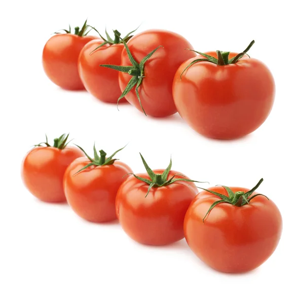 Mogna tomater i linje — Stockfoto