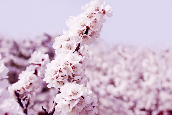 Rosa leuchtende Frühlingsaprikosenblüten — Stockfoto