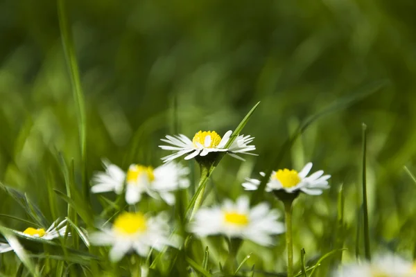 Bloemen en groen gras achtergrond Rechtenvrije Stockafbeeldingen