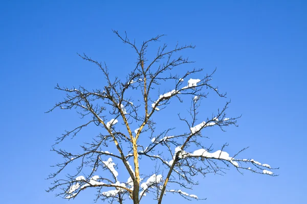 Ветви покрытые тяжелым снегом — стоковое фото