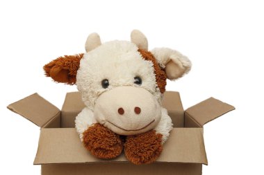 Soft toy bull in a cardboard box. Toy white bull looks out of the box
