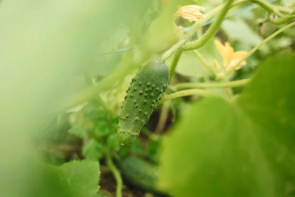 Een Kleine Groene Komkommer Tussen Bladeren Komkommer Een Wazige Achtergrond — Stockfoto
