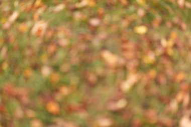 Düşen yaprakların sonbahar arkaplanı bulanık