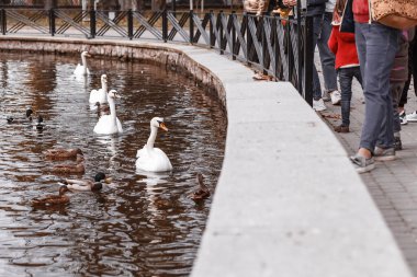 Şehir gölünde kuğular besleniyor.