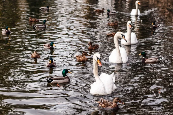 Una Familia Cisnes Nada Lago — Foto de Stock
