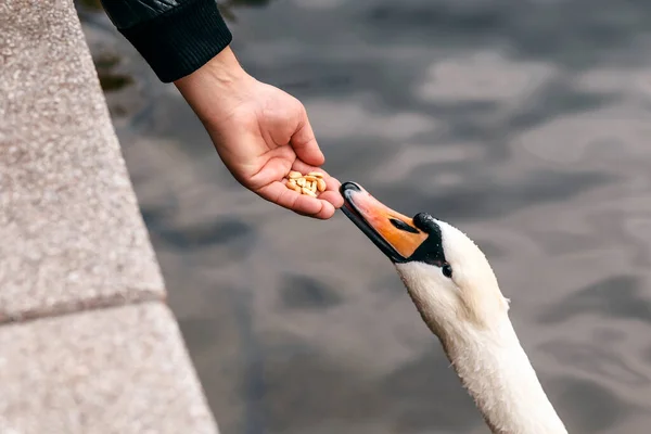 Cisne Blanco Come Una Mano Humana Alimentar Cisne Con Cacahuetes — Foto de Stock