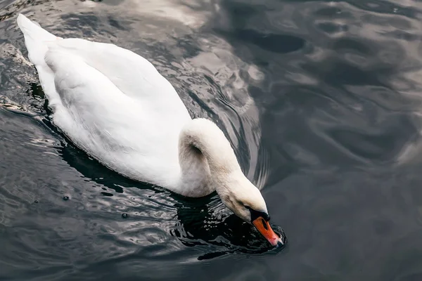 Elegante Cisne Blanco Nadando Lago Retrato Cisne Blanco Nadando Sobre — Foto de Stock