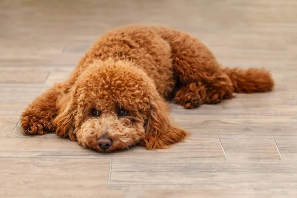 Kaniş köpek yavrusu üzgün bir ifadeyle yerde yatıyor.