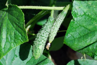 Bahçede salatalık yetişiyor.