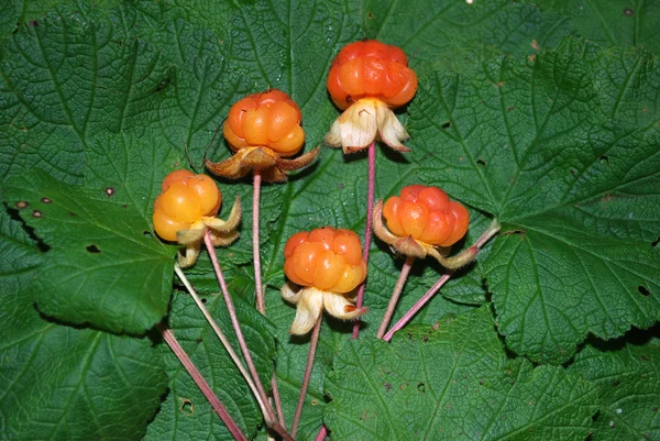 Olgun çilek cloudberry