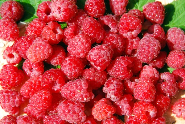 Récolte de framboises mûres et délicieuses — Photo