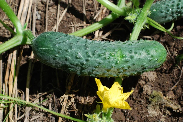 Gurken wachsen im Garten — Stockfoto