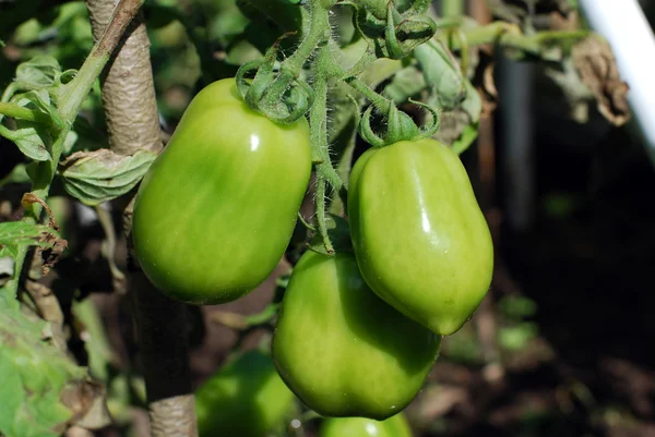 Green tomatoes growing on a branch — Stock Photo, Image