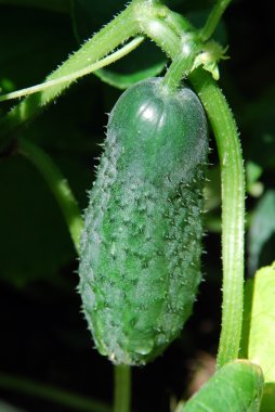Bahçede salatalık yetişiyor.