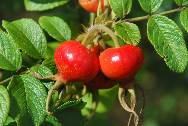 Ripe berries of dogrose grow on bushes in summer garden