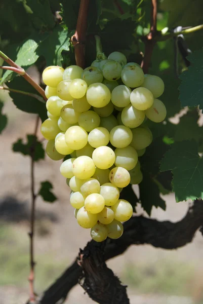 Gyönyörű érett sárga szőlő növekszik a szőlőskert ág — Stock Fotó