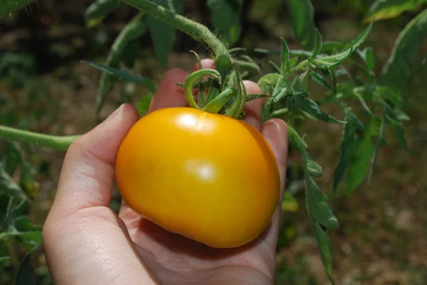 Tomate mûre jaune poussant sur le buisson — Photo