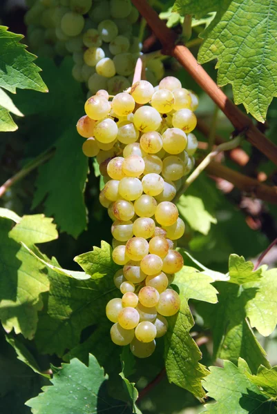 Rama hermosa uva amarilla madura que crece en el viñedo — Foto de Stock