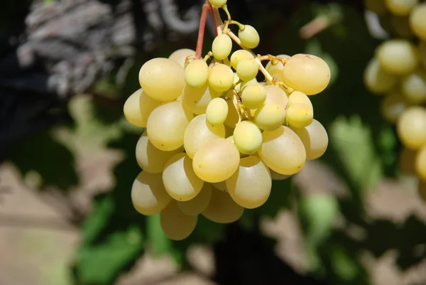 Branche beaux raisins jaunes mûrs poussant dans le vignoble — Photo