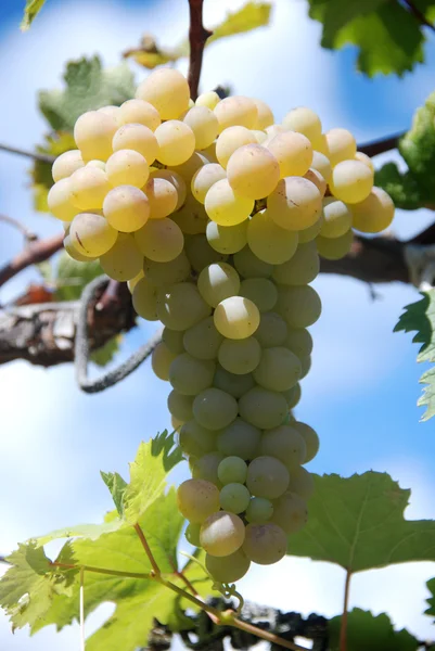Tak van mooie rijpe gele druiven groeien in de wijngaard — Stockfoto